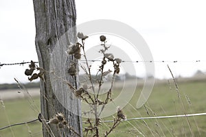 Asteraceae, Asterales, dry plant at a pole for barbed wire at a field