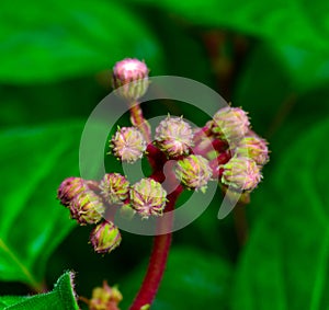 asteraceae, bartlettina sordida, bloom, blooming, blossom, closeup, color, compositae, eupatorium atrorubens, eupatorium ianthinum