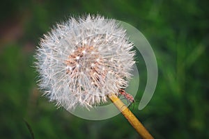 Asteraceae Blowball and Melanocoryphus albomaculatus