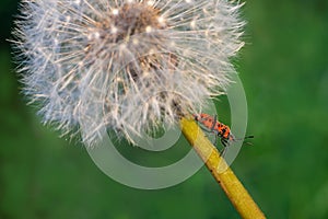 Asteraceae Blowball and Melanocoryphus albomaculatus