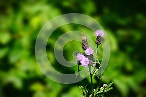 Asteraceae Cirsium arvense or Canada thistle - closeup of young plant