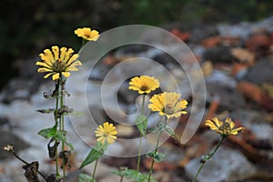 ASTERACEAE COMPOSITAE