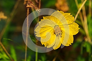 Asteraceae or Compositae or Aster or Sunflower or Daisy flower c