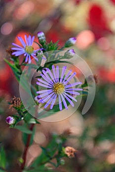 Asteraceae or Compositae from family of flowering plants Angiospermae blooming in garden