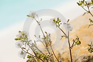 Asteraceae or Compositae flower plant