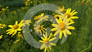 Asteraceae compositae, Jacobaea vulgaris