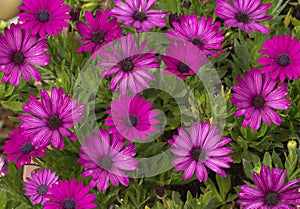 Asteraceae or Compositae pink flower photo