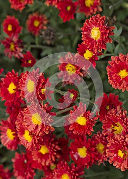 Asteraceae or Compositae red flower photo