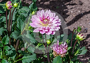 Asteraceae dahlia cultorum grade canopus white and pink yellow core