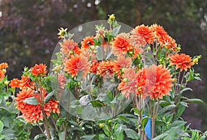 Asteraceae dahlia cultorum grade mrs. Eileen profuse and showy vibrant orange flowers