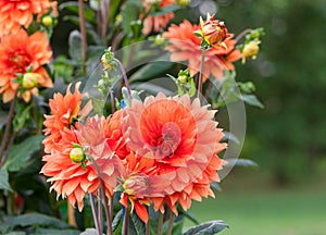 Asteraceae dahlia cultorum grade mrs. Eileen profuse and showy vibrant orange flowers photo