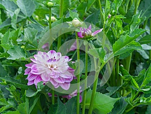 Asteraceae dahlia cultorum grade watercolor white-lilac large flower alone