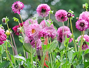 Asteraceae dahlia cultorum mask pink and purple large flowers asters