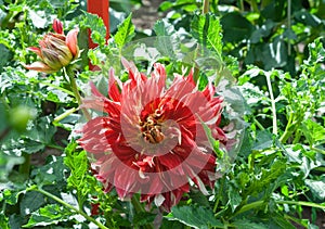 Asteraceae dahlia cultorum orange-red flowers asters in bloom