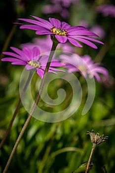 Asteraceae daisy flower