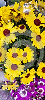 Yellow and Purple Asteraceae Flowers Plants, Daisy  Family Flowers photo