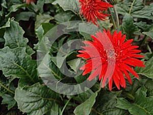 Asteraceae is a family of plants that includes the genus red color gerbera. The African daisy is another name for the gerbera