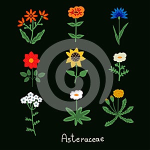 Asteraceae flowers set