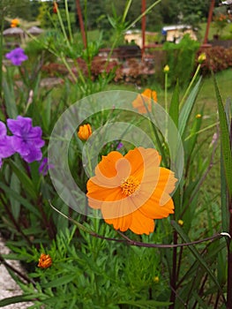 Asteraceae Orange cosmos