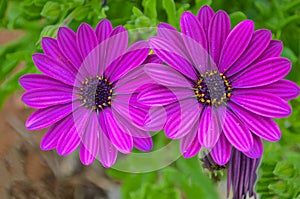 Asteraceae, Osteospermum, purple daisies