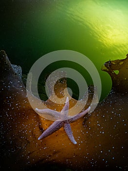 Asterias Rubens starfish at Loch Leven in Scotland