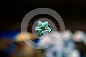 Asterina sea star is common star in home coral reef aquarium tanks photo