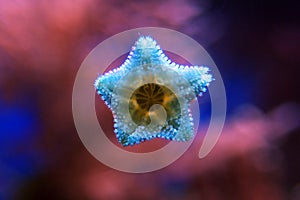 Asterina sea star is common star in home coral reef aquarium tanks