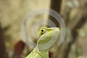 astern casquehead iguana in a terrarium in pale light