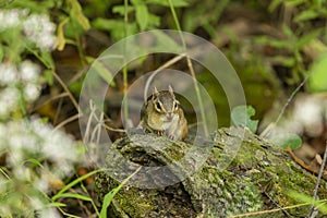 The astern chipmunk Tamias striatus.