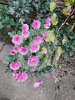 Astern in gardens