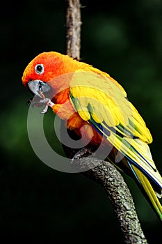 Astern Rosella Rainbow Parrot sitting on a branch and eating.