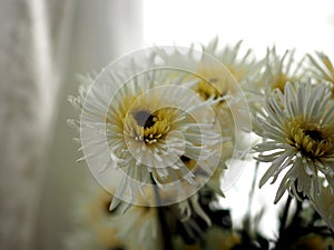 Astern White flowers, yellow pollen photo