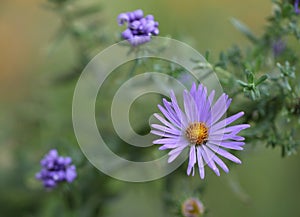 Asters blooming in the garden.