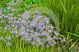 Asters blooming in the garden in summer