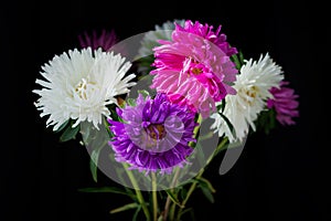 Asters bouquet black background. Colorful colorful bright flowers in a vase