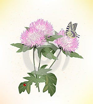 asters and butterfly