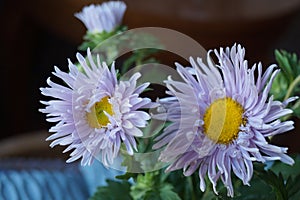 Asters, Callistephus chinensis