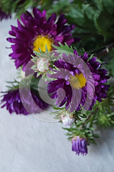 Asters, Callistephus chinensis