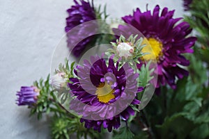 Asters, Callistephus chinensis