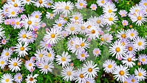 Asters flowers. Asters in autumn. Top view of a flower bed. Flowering Selective focus. Shallow depth of field
