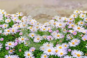 Asters flowers. Flower bed. Close-up of Aster bloom in autumn. Selective focus. Shallow depth of field