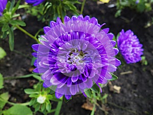 Asters in the garden in the summer on the bed