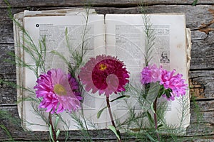 Asters of purple and pink on an old book and vintage background