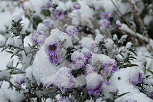 Asters under snow