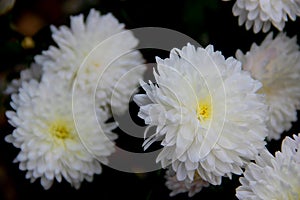 Asters are white, garden. lots of white garden asters. close-up