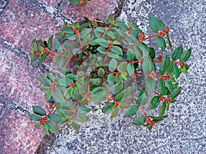Asthma-plant, Chamaesyce hirta or Euphorbia hirta, on sidewalk photo