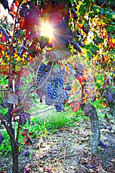 Astigiano, Piedmont, Italy: detail of vineyard in sunset