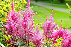 Astilbe