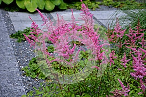 a popular and undemanding perennial that blooms in summer with rich upright inflorescences of various colors. The flowers are