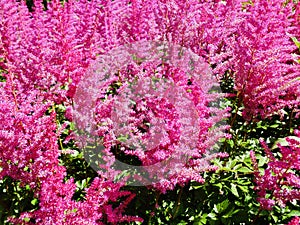 Astilbe chinensis, commonly known as false goat`s beard. photo